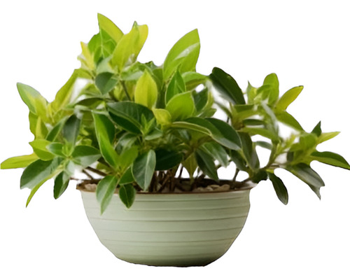 Pack De 10 Ajuga Verde Cubresuelo Reptans Consuelda 1