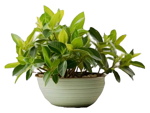 Pack De 10 Ajuga Verde Cubresuelo Reptans Consuelda