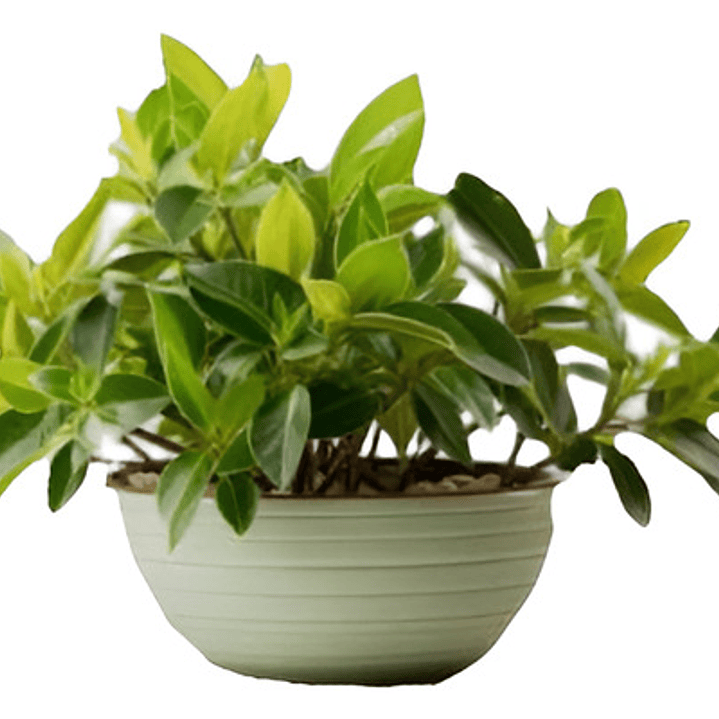 Pack De 10 Ajuga Verde Cubresuelo Reptans Consuelda 1