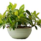 Pack De 10 Ajuga Verde Cubresuelo Reptans Consuelda - Miniatura 1