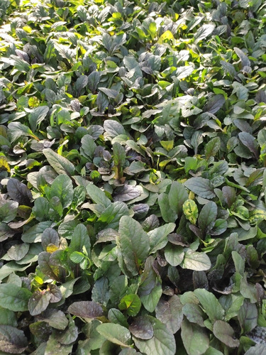 Pack De 10 Ajuga Verde Cubresuelo Reptans Consuelda 2