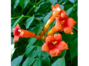 Bignonia Roja Grande Campsis Radicas Jazmín De Virginia