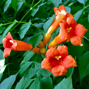 Bignonia Roja Grande Campsis Radicas Jazmín De Virginia