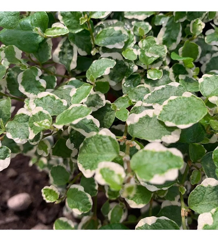 Ficus Repens Variegado Planta Cubresuelo Ornamental 1