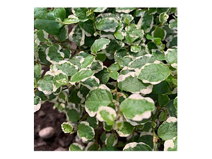 Ficus Repens Variegado Planta Cubresuelo Ornamental