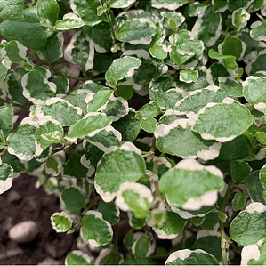 Ficus Repens Variegado Planta Cubresuelo Ornamental