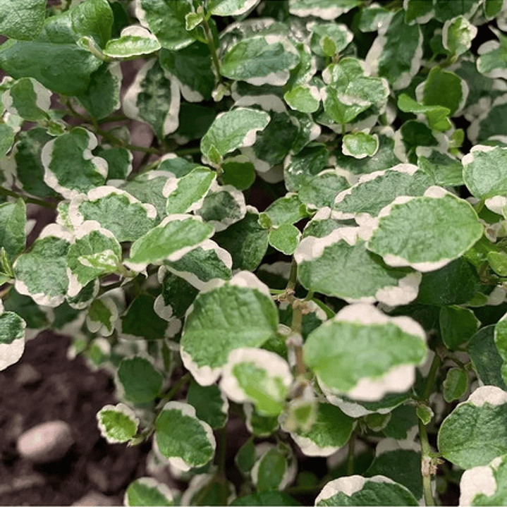 Ficus Repens Variegado Planta Cubresuelo Ornamental 1