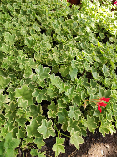 Hiedra Cardenal Variegada Planta Ornamental Flor 1