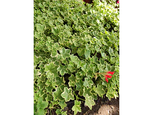 Hiedra Cardenal Variegada Planta Ornamental Flor