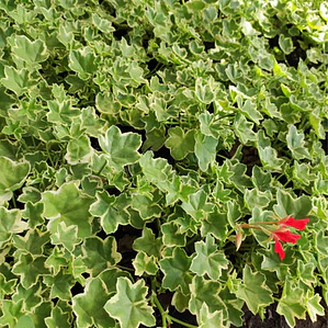 Hiedra Cardenal Variegada Planta Ornamental Flor