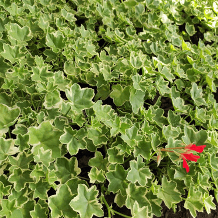 Hiedra Cardenal Variegada Planta Ornamental Flor 1