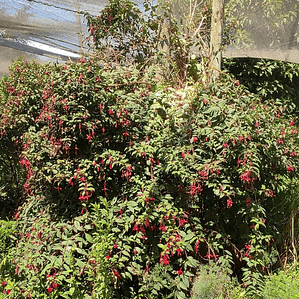 Chilco / Fucsia Magellanica Arbusto Ornamental