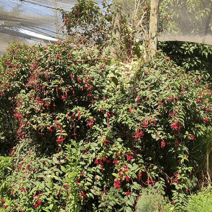 Chilco / Fucsia Magellanica Arbusto Ornamental 1