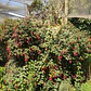 Chilco / Fucsia Magellanica Arbusto Ornamental - Miniatura 1
