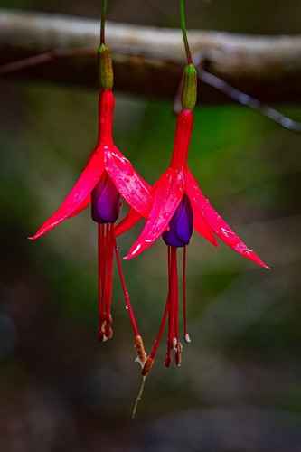 Chilco / Fucsia Magellanica Arbusto Ornamental 2