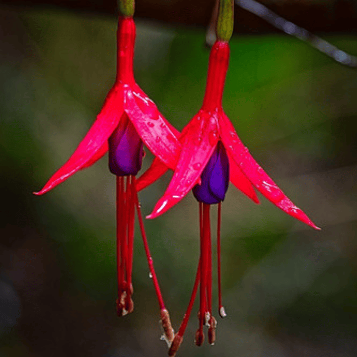 Chilco / Fucsia Magellanica Arbusto Ornamental 2