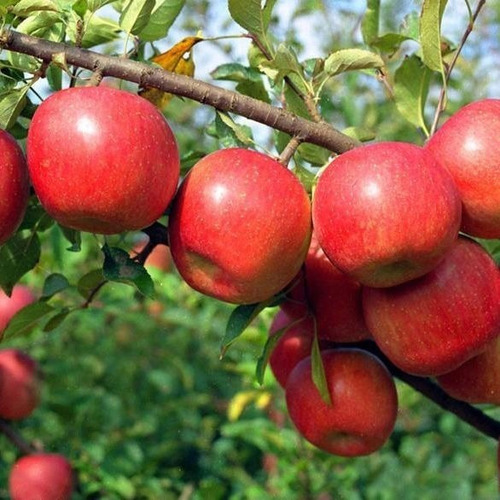 Manzano Fuji Con Frutos Árbol Frutal Injertado 1