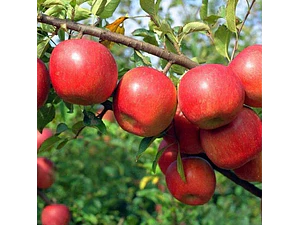 Manzano Fuji Con Frutos Árbol Frutal Injertado