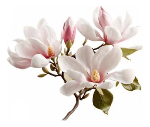 Magnolia Soulangeana Xl Árbol Ornamental 1