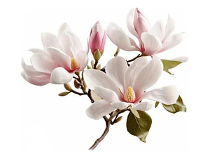 Magnolia Soulangeana Xl Árbol Ornamental