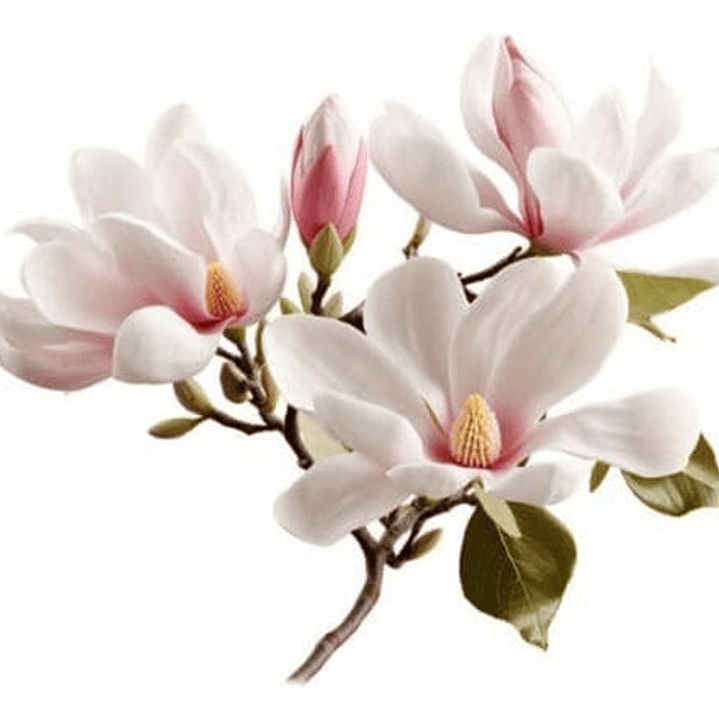 Magnolia Soulangeana Xl Árbol Ornamental 1