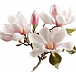 Magnolia Soulangeana Xl Árbol Ornamental - Miniatura 1
