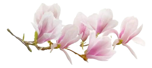 Magnolia Soulangeana Xl Árbol Ornamental 2