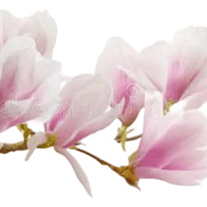 Magnolia Soulangeana Xl Árbol Ornamental 2