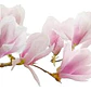 Magnolia Soulangeana Xl Árbol Ornamental - Miniatura 2