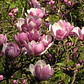 Magnolia Soulangeana Xl Árbol Ornamental - Miniatura 3