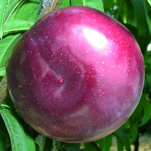 Ciruelo Larry Ann Árbol Frutal Injertado 2