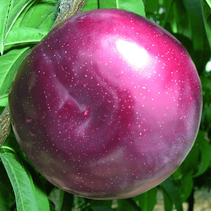 Ciruelo Larry Ann Árbol Frutal Injertado 2