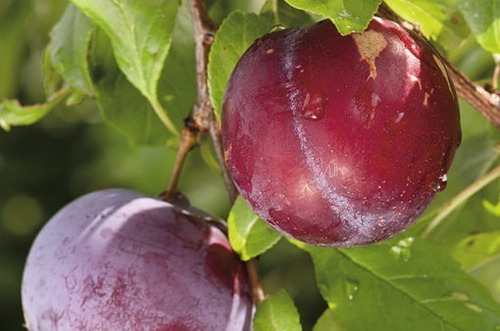 Ciruelo Larry Ann Árbol Frutal Injertado 3