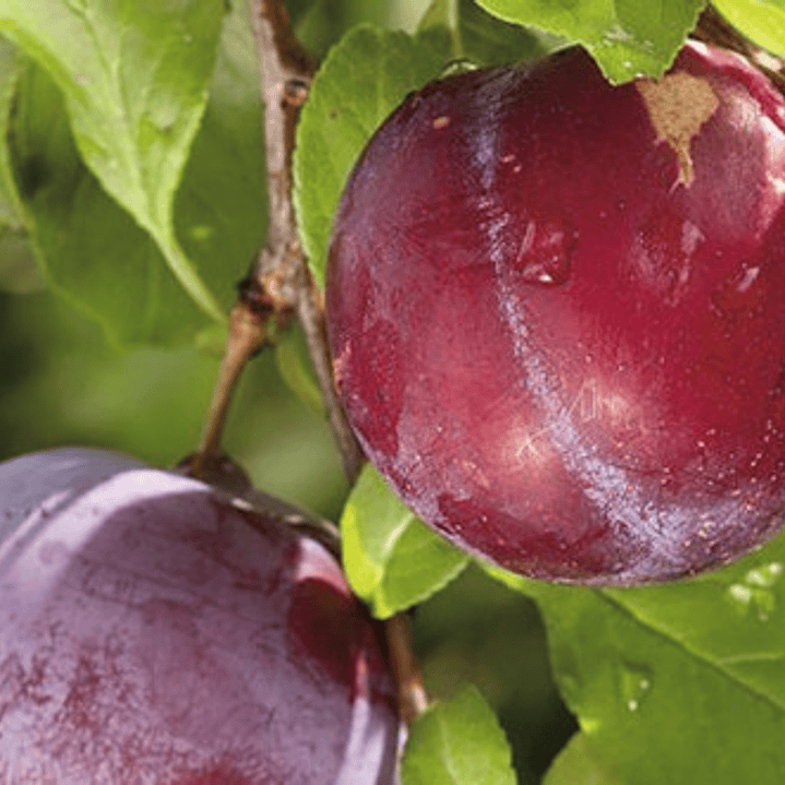 Ciruelo Larry Ann Árbol Frutal Injertado 3