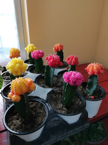Cactus Injertado Colores Planta Ornamental 1