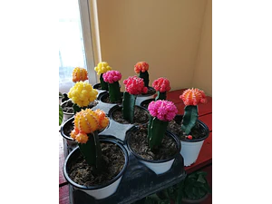 Cactus Injertado Colores Planta Ornamental