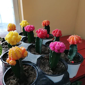 Cactus Injertado Colores Planta Ornamental