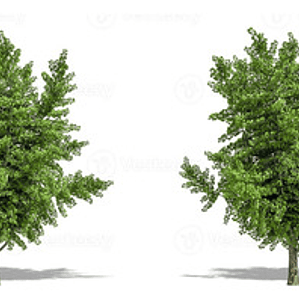 Ginko Biloba M Árbol Ornamental