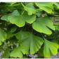 Ginko Biloba M Árbol Ornamental - Miniatura 3