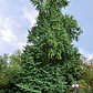 Ginko Biloba M Árbol Ornamental - Miniatura 4