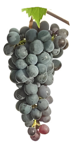 Parra Carmenere Árbol Frutal Injertado Uva Vinícola 1