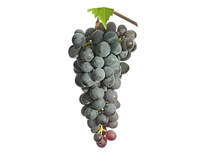 Parra Carmenere Árbol Frutal Injertado Uva Vinícola
