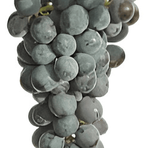 Parra Carmenere Árbol Frutal Injertado Uva Vinícola