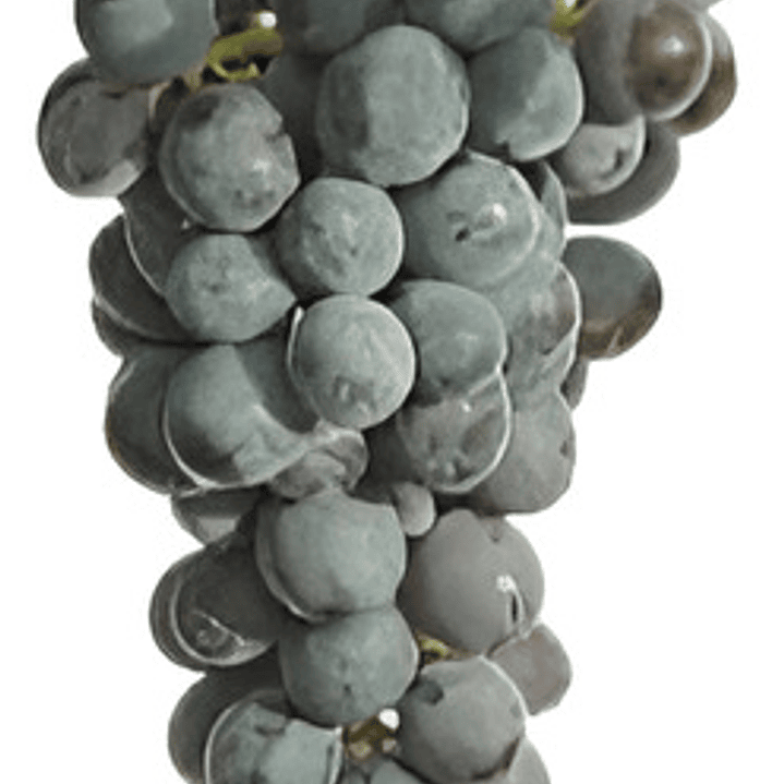 Parra Carmenere Árbol Frutal Injertado Uva Vinícola 1