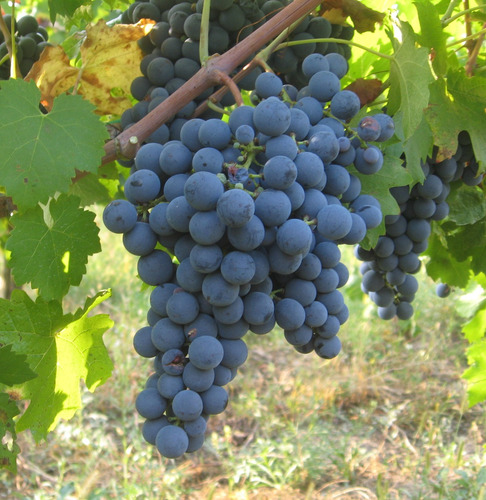 Parra Carmenere Árbol Frutal Injertado Uva Vinícola 2