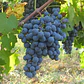 Parra Carmenere Árbol Frutal Injertado Uva Vinícola - Miniatura 2
