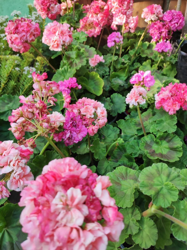 Cardenal Doble Fucsia Arbusto Ornamental Flor 1