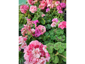 Cardenal Doble Fucsia Arbusto Ornamental Flor