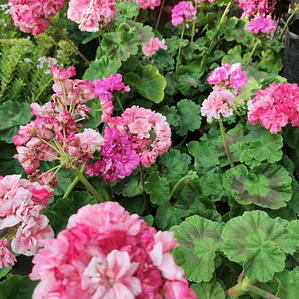 Cardenal Doble Fucsia Arbusto Ornamental Flor