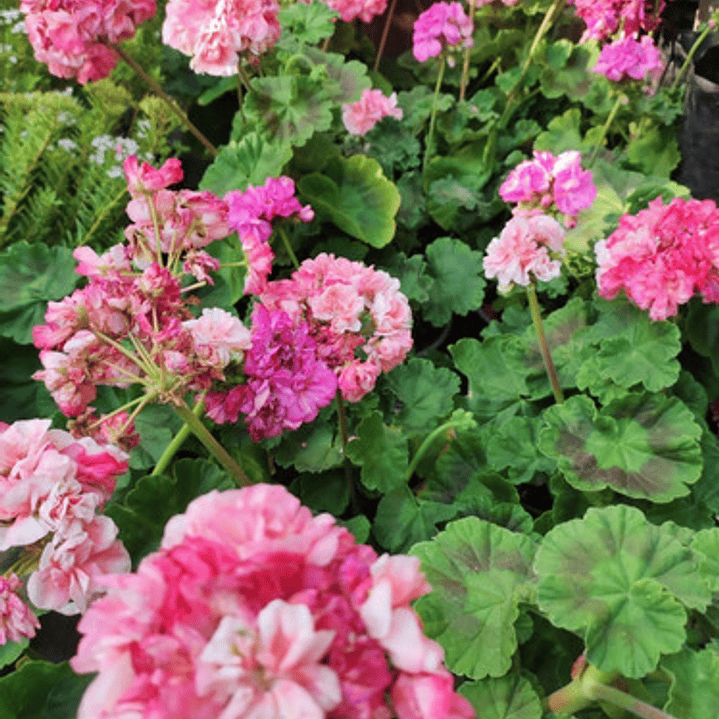 Cardenal Doble Fucsia Arbusto Ornamental Flor 1